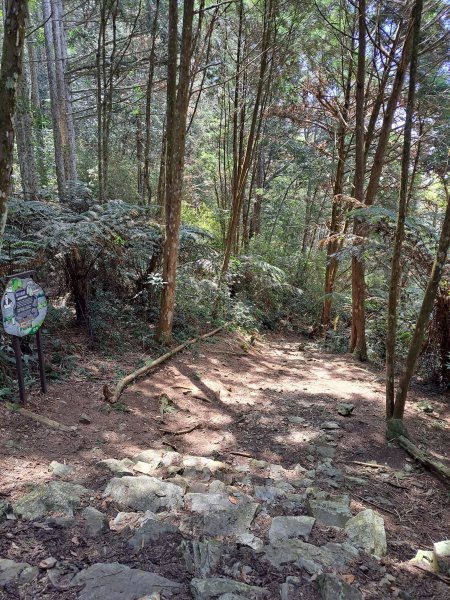 小出山(惠蓀林場上)202304162118349
