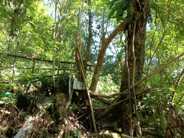 雙溪區內盤山坑古道+石硿子越嶺古道+盤山坑古道+過火坪古道O型2914362