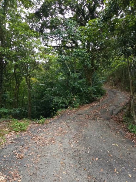 草屯「樹藤岩」台灣省政府圖根補點3131454