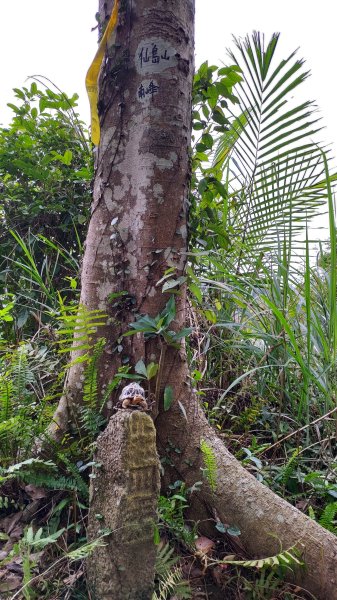 雙石縱走加碼蓬萊仙島山2997563