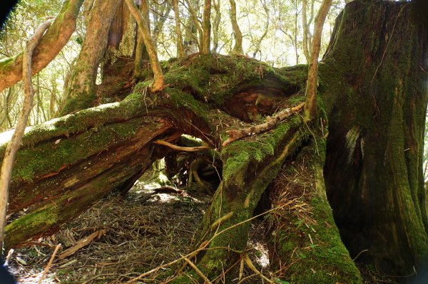 桃園 復興 把家灣山、低陸山2865364