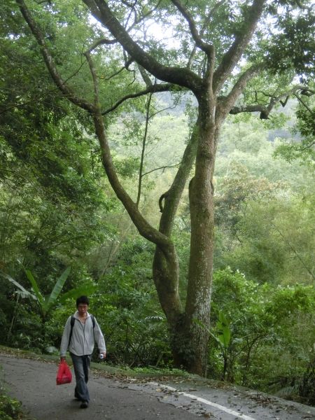 龍門口步道．獅山古道213910