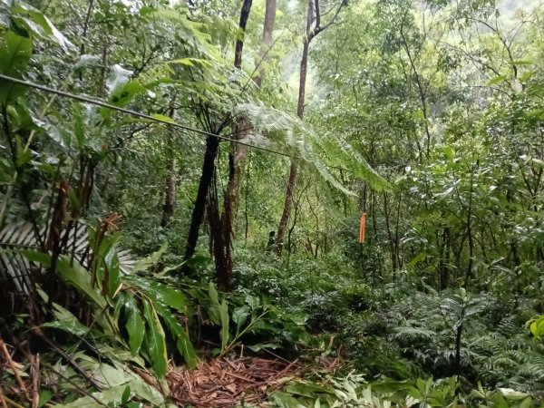 雙溪區中坑橋+中坑西山尾稜+中坑西山+內盤山坑古道+中坑橋O型2929508