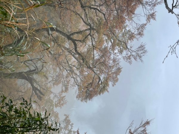 太平山山毛櫸步道～～雨天迷霧1517041