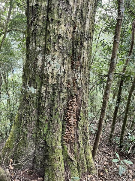 白毛山（谷關七雄之6）2588211