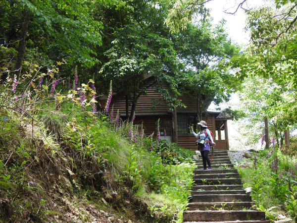 大雪山森林遊樂區 賞毛地黃 小神木森林浴步道2502417