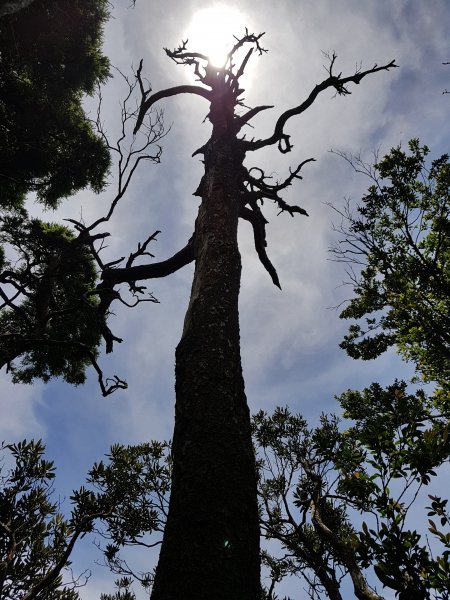 復興三尖之那結山1423094