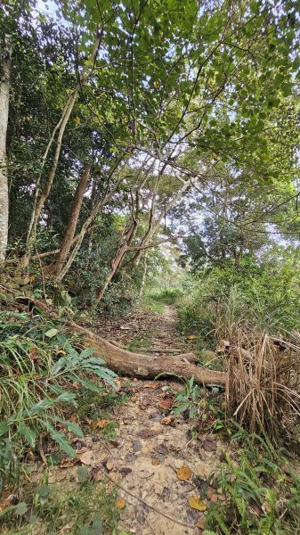 【稜線瘦如刀鋒，山形橫亙如屏風】解鎖第55座小百岳 #045 大橫屏山2932855