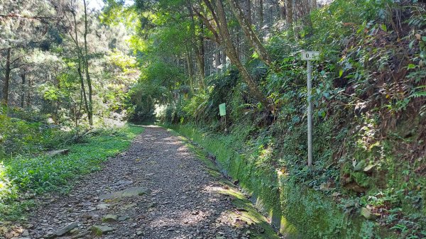 惠蓀林場小出山登山步道關刀山林道起登1725985