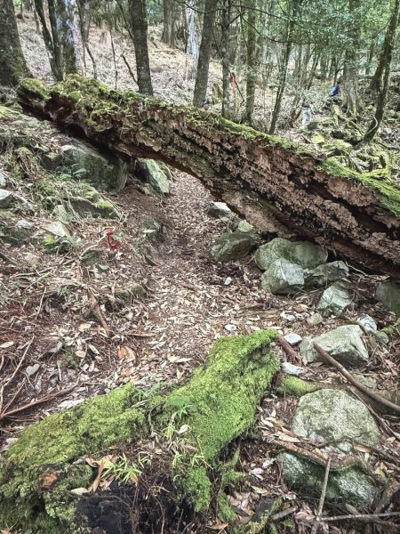 船型山林道賞雲海、烏石坑山、2432峰 山景海景一次到位2929297