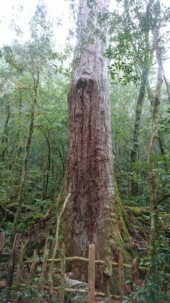 司馬庫斯神木群1730675