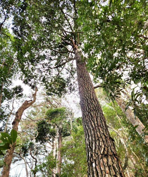 【中級山】芝生毛台山，芝生毛台山西峰，秀巒軍艦岩，屯野生步道，屯野生砲台2745136