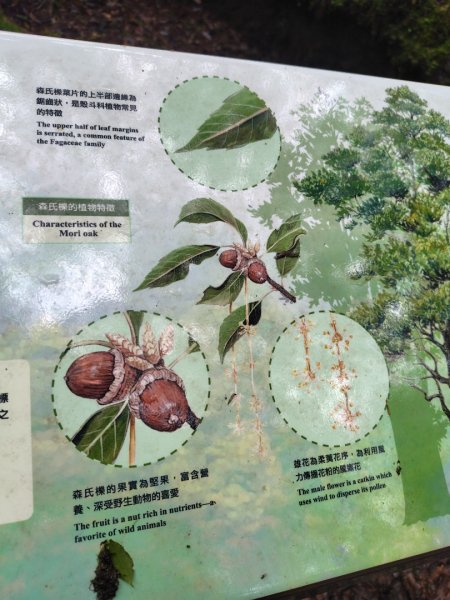 稍來小雪山國家步道、船型山、鞍馬山、鞍馬山東北峰、天池、雪山神木2799865