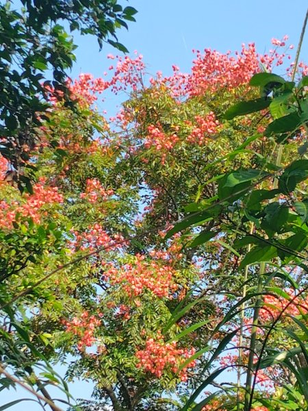 唐子恩山 廢棄油礦2919027