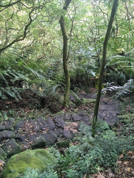 七星山主、東峰登山步道1682138