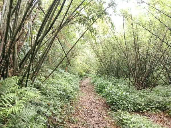 基隆市總督府(嶺)步(古)道-五坑山-五坑湖3038919