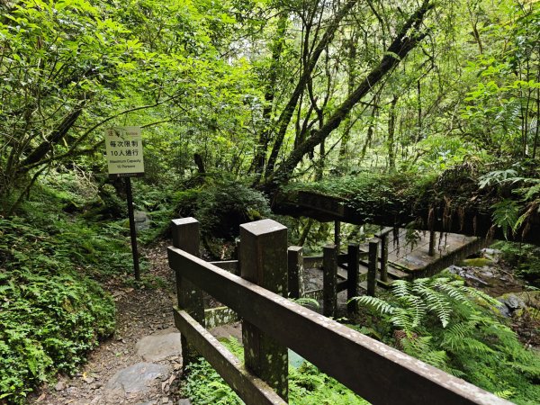 2025_0713 拉拉山神木群步道2837464