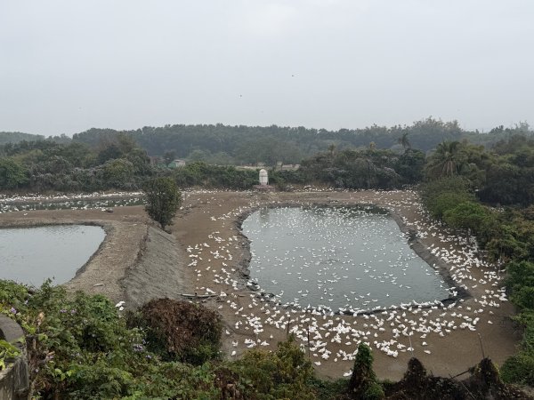 [山海圳_大圳之路_第一段] 2026_0228 茄拔天后宮_南湖口_曾文溪渡槽橋3009205