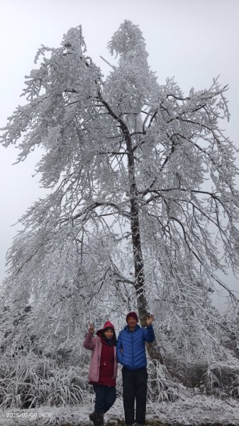 我的2025 第三場雪 #翠峰湖步道 #望洋山 #金翼白眉  2/92708866