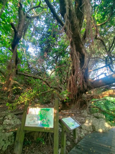 柴山秘境~小錐麓/大峽谷/雅座/盤榕/好漢坡2500522