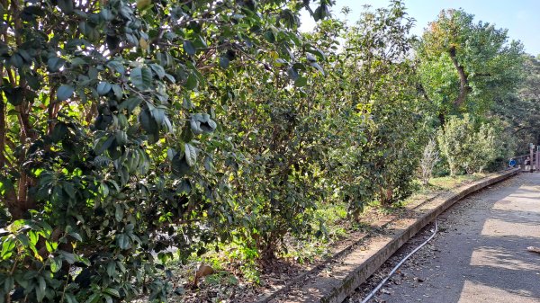 台北大縱走第一段1249065