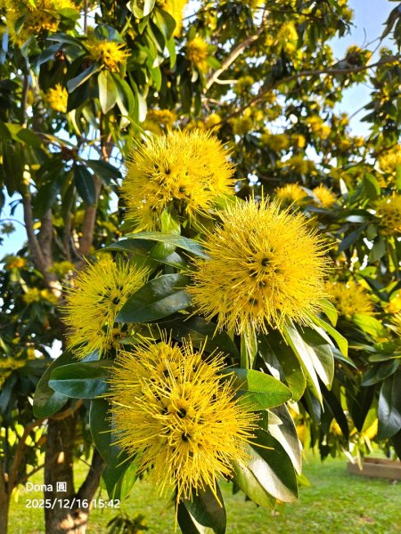 20251216太平山石門山小粗坑山O型+蕃薯藤TINA廚房2972658