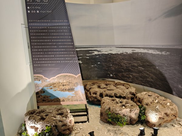 [霄裡好風光，運動樂悠遊！-2/10] 2025_0608 永安海螺文化館2808083