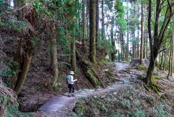 觀霧國家森林 榛山步道 觀霧瀑布 檜山巨木 雲霧步道1893354