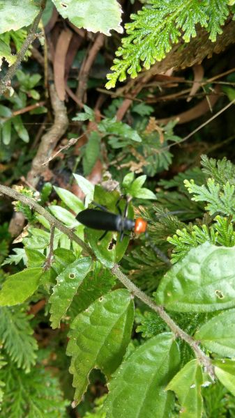 新溪洲山之樂400367