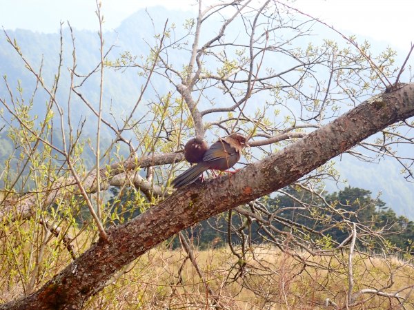 小奇萊賞杜鵑   2019/04/10563964