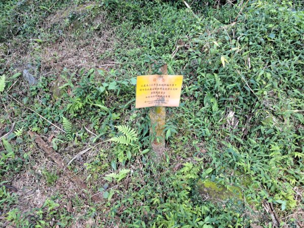 台南關子嶺枕頭山，大凍山，雞籠山步道3123318