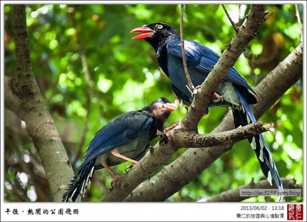 【動物】台灣藍鵲