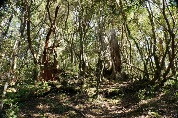 桃園 復興 復興尖山2867104