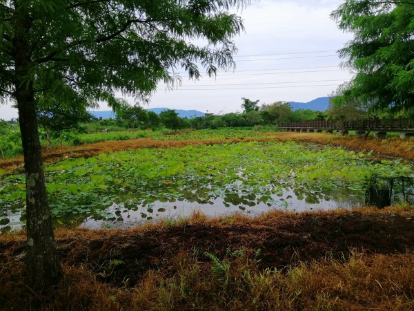 花蓮光復~自然野趣~馬太鞍濕地生態園區1044197