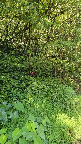20250723大坑山-深按頭山西峰-334峰-三層崎山