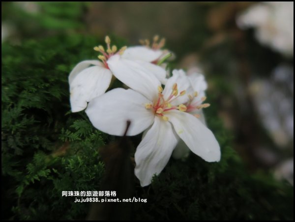 小粗坑古道賞桐花582240