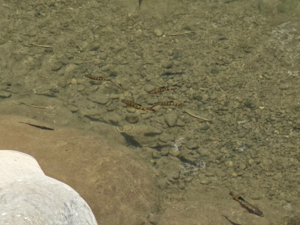 淡蘭中路第四段：威惠廟至灣潭古道登山口(崩山坑線)2882708