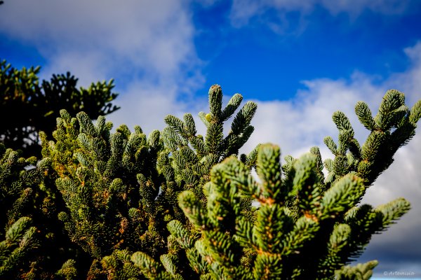 [冬訪大霸聖山岳參行]-榮耀桂冠B'bu' Papak聖稜精選輯2974791