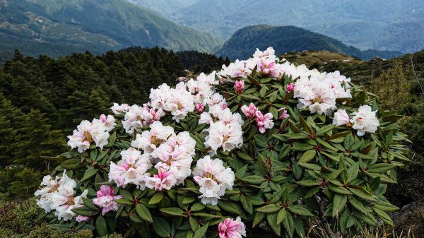 2021/4/12~13 合歡西峰+小奇萊玉山杜鵑1349516