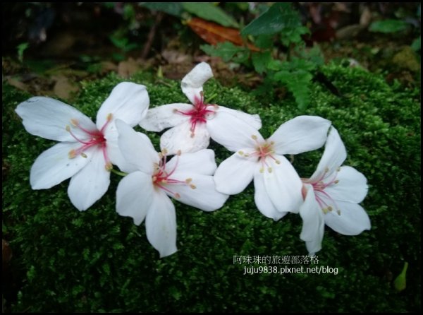    十一指古道包場賞桐花573592