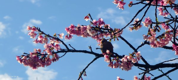 #栗尾椋鳥 #綠繡眼 #東湖樂活公園 #花園新城 #屈尺 #寒櫻 2/42992853
