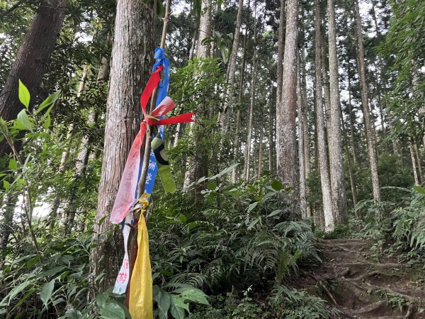 [皮皮獅探險隊-07/10] 2025_0719 油羅山步道2842692