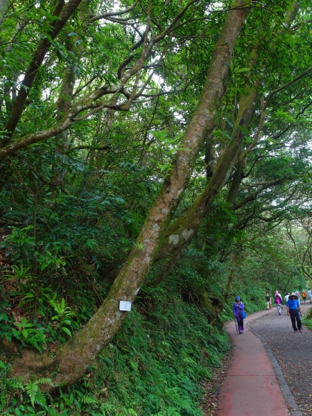 二子坪 面天山 向天山步道 大屯山西峰39744