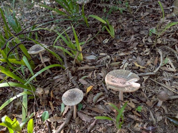 🌈11/8（六）桃園神社+虎頭山風景區尋找10連峰✨FB：熊熊趴爬走🌈2932432