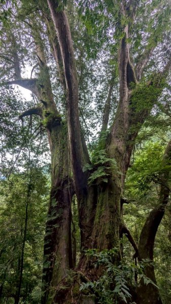 鎮西堡巨木步道群 (B區)2861149