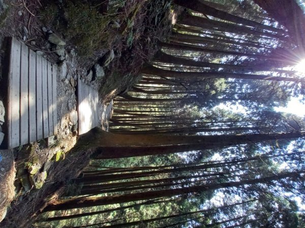 觀霧檜山巨木群步道1315896