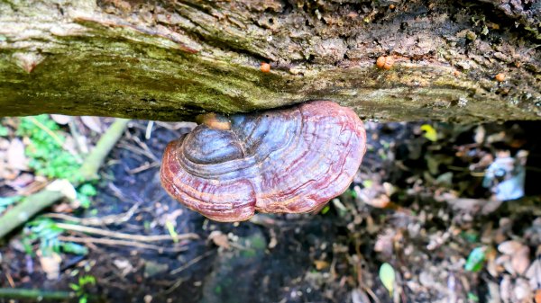 環七星山步道2837899