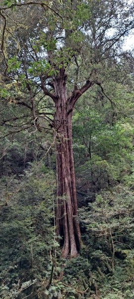 拉拉山神木1301865