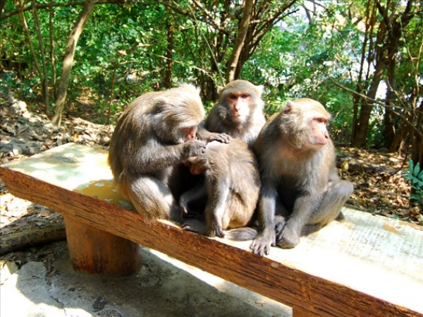 【新聞】不再是保育類？　林務局擬將台灣獼猴降為一般野生動物