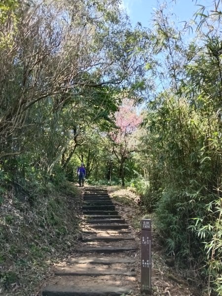 姜子寮山步道2734827